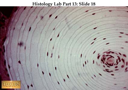 صور طبية هيستولوجى - Histology Hl6-18