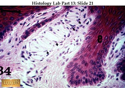 صور طبية هيستولوجى - Histology Hl6-21