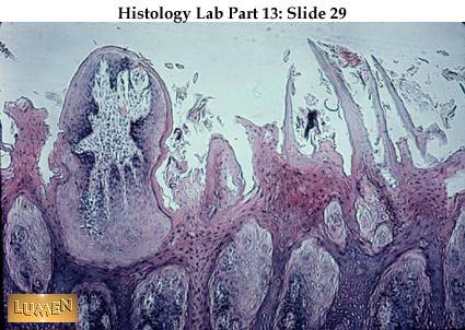 صور طبية هيستولوجى - Histology Hl6-29