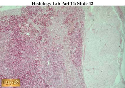 صور طبية هيستولوجى - Histology Hl6A-42