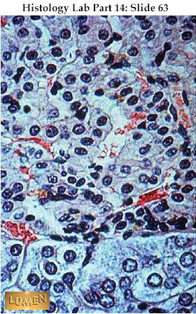 صور طبية هيستولوجى - Histology Hl6A-63