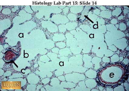 صور طبية هيستولوجى - Histology Hl7-14