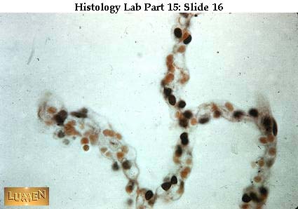 صور طبية هيستولوجى - Histology Hl7-16