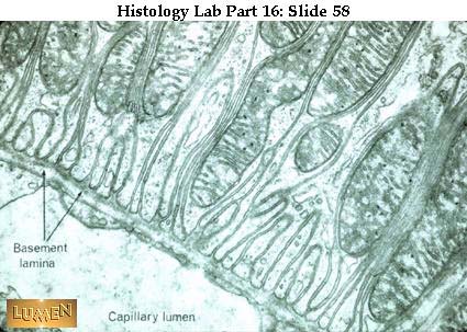 صور طبية هيستولوجى - Histology Hl7A-58