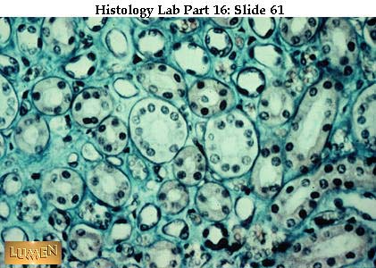 صور طبية هيستولوجى - Histology Hl7A-61