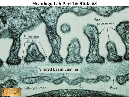 صور طبية هيستولوجى - Histology Hl7A-68