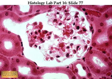 صور طبية هيستولوجى - Histology Hl7A-77