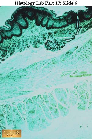 صور طبية هيستولوجى - Histology Hl8-06