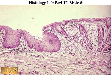 صور طبية هيستولوجى - Histology Hl8-08