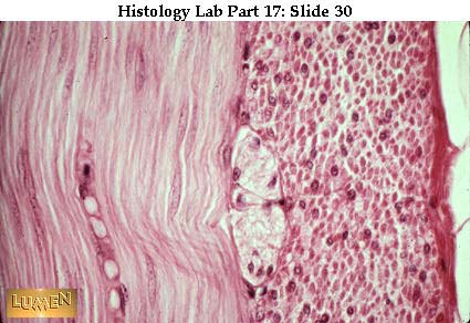 صور طبية هيستولوجى - Histology Hl8-30