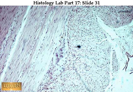 صور طبية هيستولوجى - Histology Hl8-31