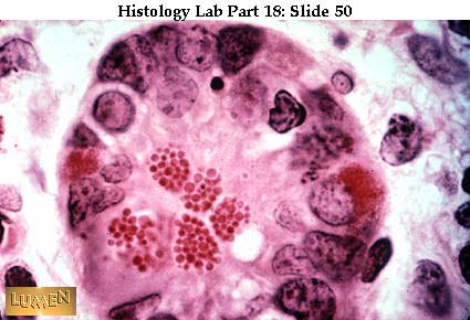 صور طبية هيستولوجى - Histology Hl8A-50