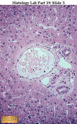 صور طبية هيستولوجى - Histology Hl9-03