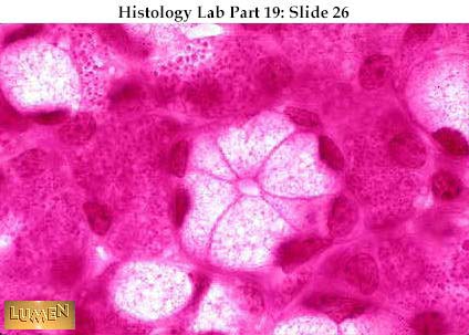 صور طبية هيستولوجى - Histology Hl9-26