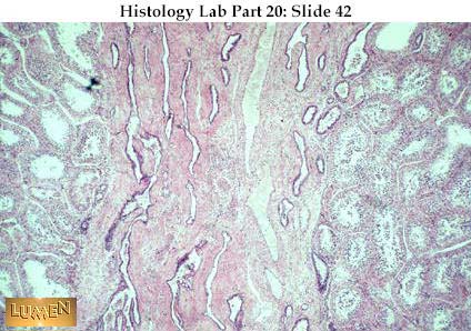 صور طبية هيستولوجى - Histology Hl9A-42