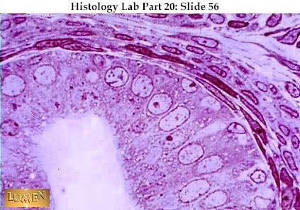 صور طبية هيستولوجى - Histology Hl9A-56