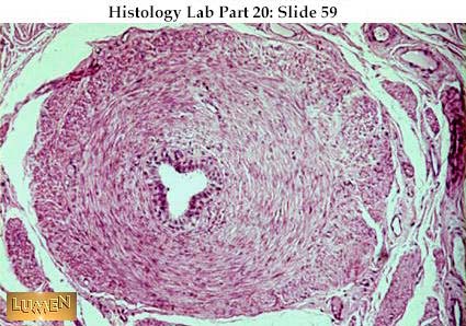 صور طبية هيستولوجى - Histology Hl9A-59