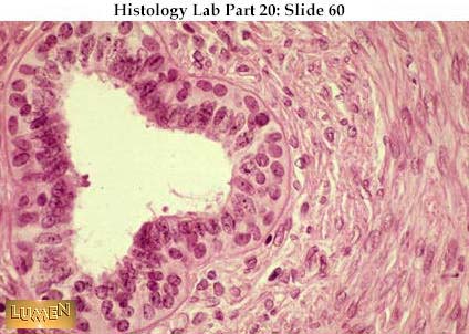 صور طبية هيستولوجى - Histology Hl9A-60
