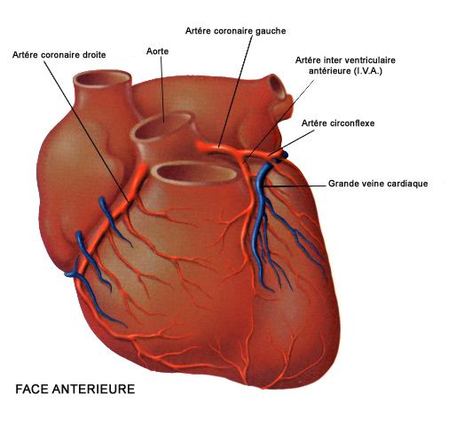 anatomie de la vascularisation cardiaque Coeur2