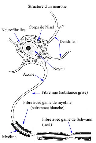 Anatomie du tissu nerveux Figure1_nerveux