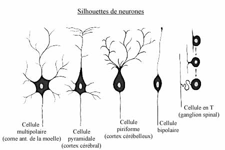 Anatomie du tissu nerveux Figure2_nerveux