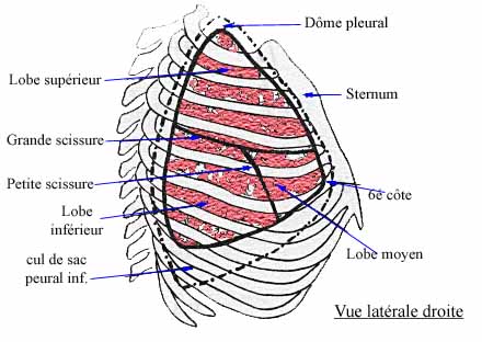 cage thoracique Thorax11