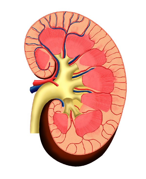 دول بعض صور الابدومن والبلفيس لسنه تانيه Kidney05-full