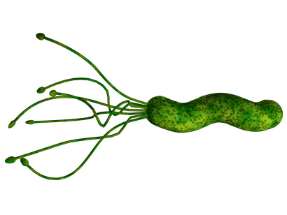  塡 ǡ     Hpylori_lg