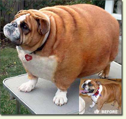 Funny shit - pics to make you laugh - Page 3 Fat-dog