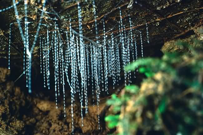 كهف سراج الليل Waitomo-Glowworm-Cave-1