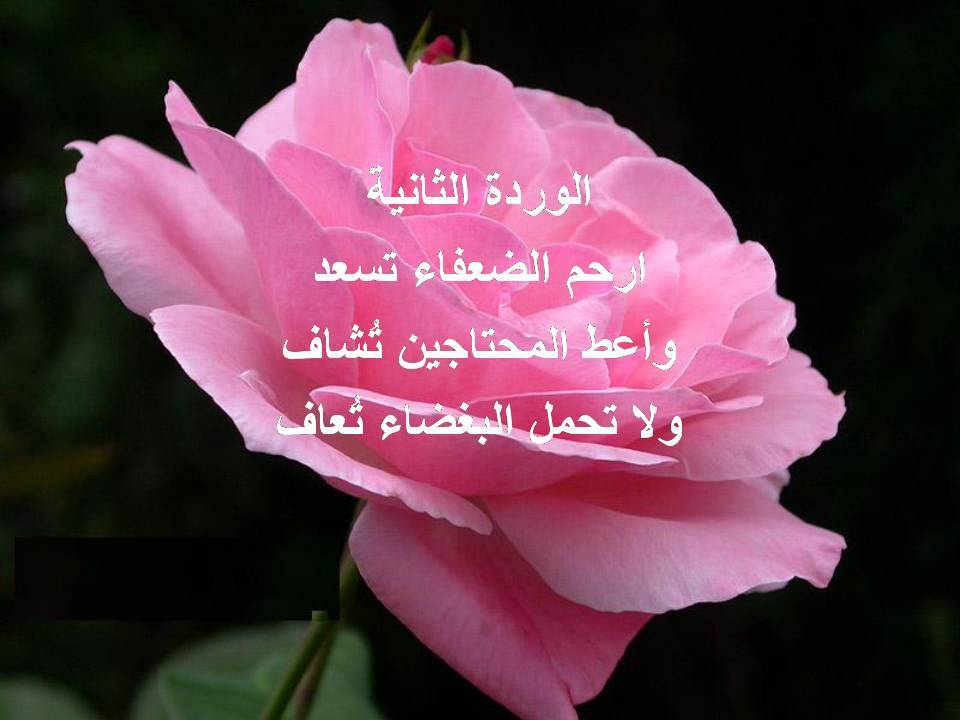 عشر ورود.............أقدمها 8dff4ff20911457eb3d31f4735cc5acd0e44d393898eebd8b92d68409843d9276g