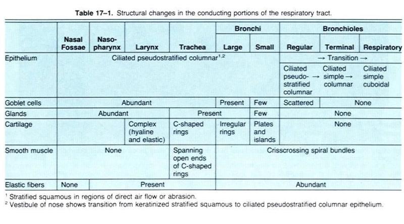 respiratory histology E8f777b6f96a026fa4e79c3b4d470a7b5g