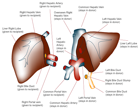 الكبد وتركيبه بالصور liver Liver-transplant