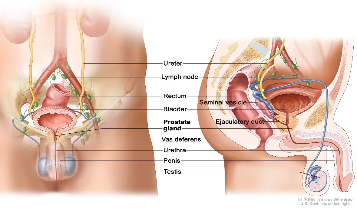 Former Cancer Researcher Chooses Cannabis Over Chemotherapy, Cures His Prostate Cancer Prostate