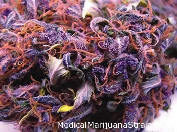LEARN WHICH STRAIN OF MARIJUANA TREATS WHICH MEDICAL CONDITION HERE Riot_Seeds_-_Double_Black_Doja