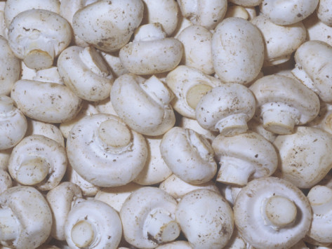 SƯU TẬP NẤM - Page 2 White-button-agaricus-bisporus-mushroom