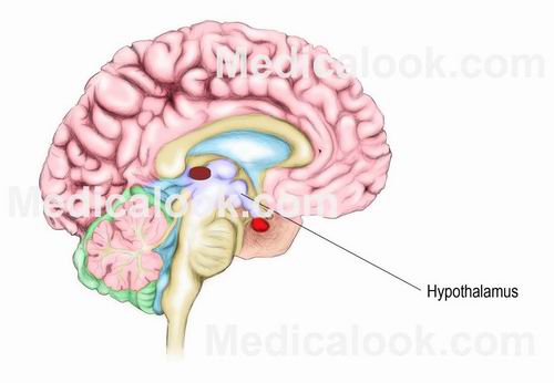 Structure et multi-dimensionnalité des mondes et de l'Humain - Page 6 Hypothalamus