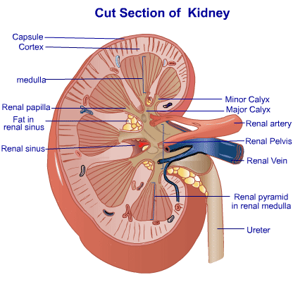 القصور الكلوي المزمن Kidney