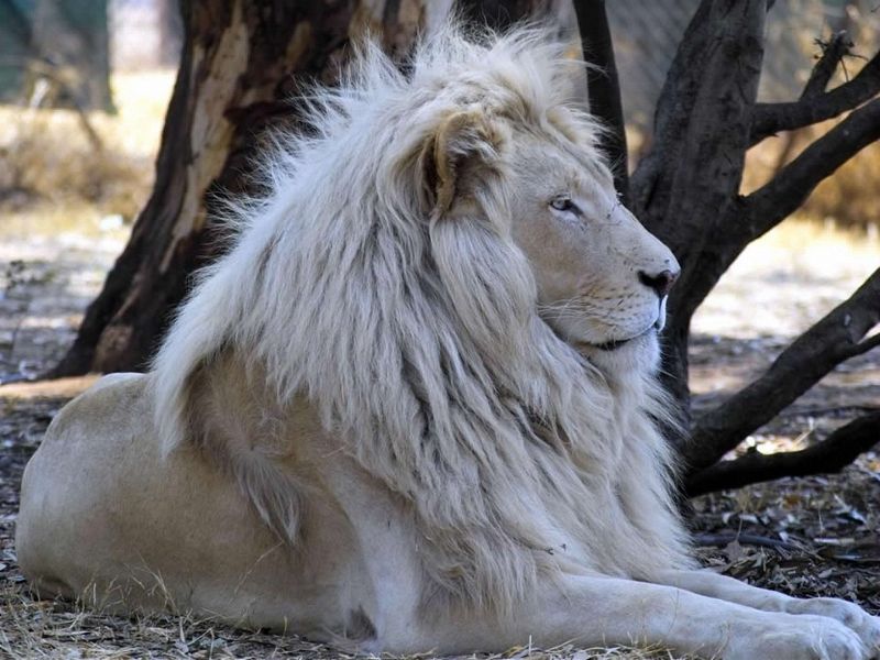 la extinción león blanco  Le%C3%B3n-blanco