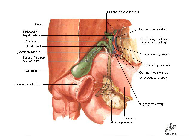 دول بعض صور الابدومن والبلفيس لسنه تانيه Gallbladder