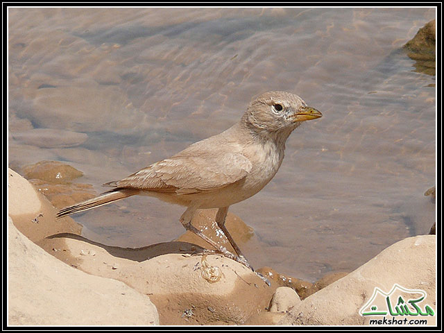 لعشاق الطيور:ألبوم مميز لطيور تعرفونها و أخرى لا  Birds08