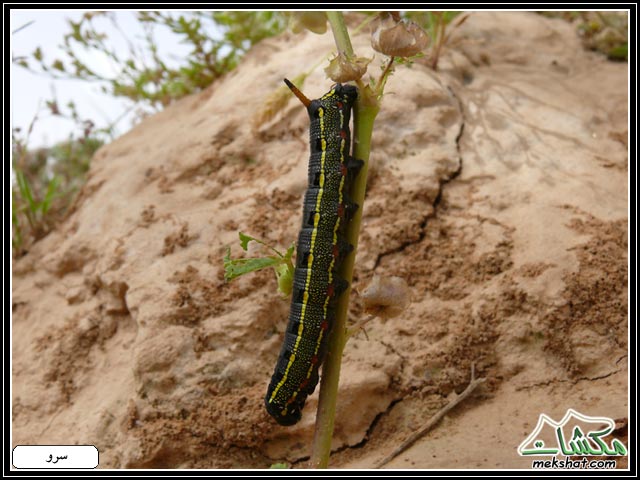 لعشاق الحشرات: صور رائعة  لا  تدعوها تفوتكم Bug09