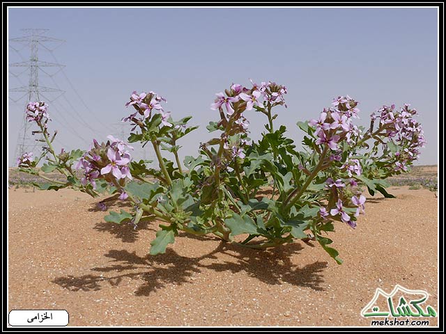 من النباتات البرية-صور Plant06