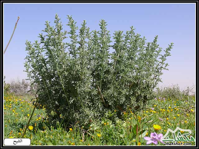 من النباتات البرية-صور Plant30