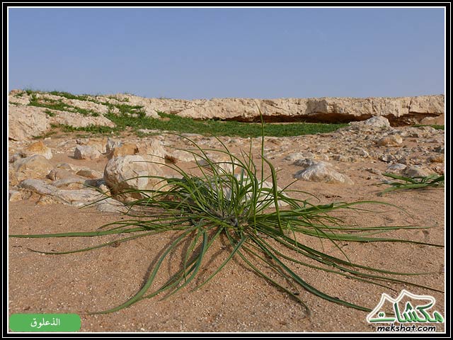 من النباتات البرية-صور Plant43