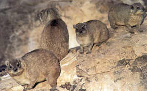  الوبر الصخري Mk14356_dassie