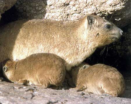  الوبر الصخري Mk14356_hyrax