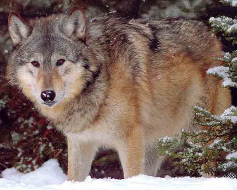 إليكم صور لبعض أنواع الذئاب حول العالم Wolf%20Eastern%20Timber%20