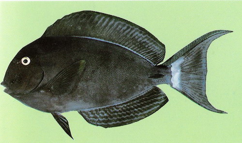  صور بعض انواع السمك في البحر الاحمر والخليج Mk16363_01217