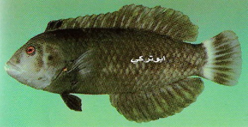 صور بعض انواع السمك في البحر الاحمر والخليج Mk16363_1040